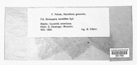 Cercospora curatellae image